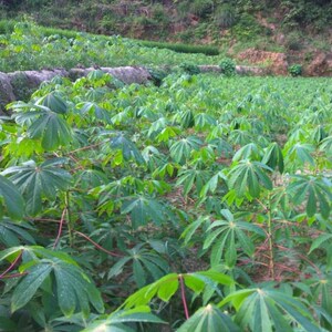 广西面包木薯种苗红皮白肉白皮黄肉食用面包木薯种新鲜木薯杆
