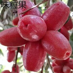 羊奶果果脯500克云南特产应季酸甜孕妇稀奇罕见羊奶果干包邮