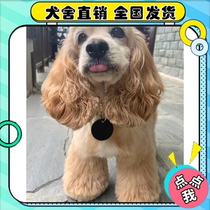 犬舍出售纯种网红赛级血统美国可卡茶杯超小体长毛幼犬活体宠物狗