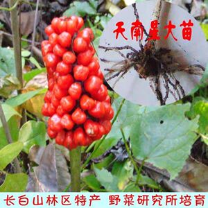天南星/山苞米/蛇包谷/山棒子苗露天栽培(大苗:3年生小苗:2年生)