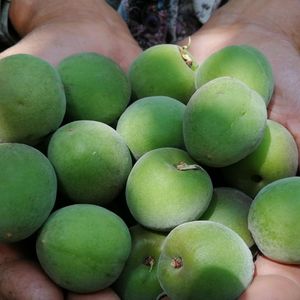 乌梅新鲜水果鲜乌梅