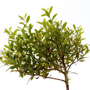 小叶赤楠苗小苗