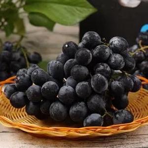 智利玫瑰香黑提当季新鲜提子进口无籽黑提葡萄时令孕妇水果