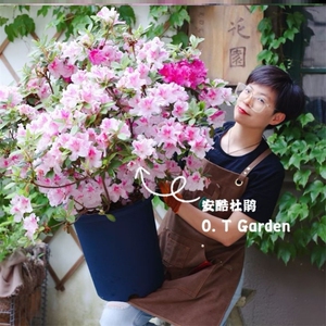 安酷杜鹃花苗盆栽多季易养易活庭院露台观赏绿植盆栽花卉客厅阳台