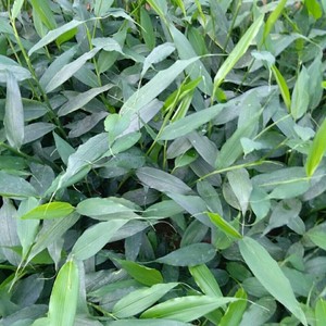 桂林米粉品桂鲜老坛酸笋臭笋香笋桂林酸豆角酱木瓜丝香姜幸福优嘉