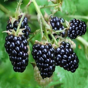 进口品种果树苗 优质黑树莓苗 黑莓苗 黑树莓树苗可盆栽 特价包邮