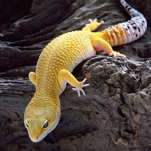 00宠维奥旗舰店天猫爬宠豹纹守宫可爱幼体蜥蜴宠物活体蜥蜴高黄雪花