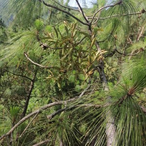 山区农村正宗松树寄生草自然生长寄生茶老树下单可以购鲜货现采