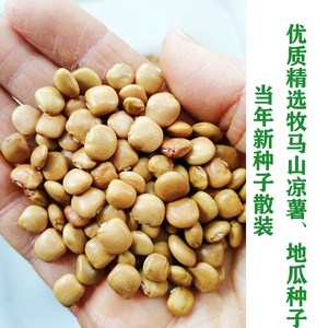 优质散装牧马山凉薯,地瓜种子改良早熟地瓜种子