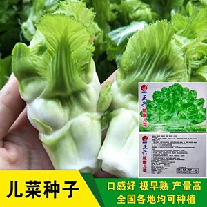 儿菜种子抱子芥儿菜种籽儿菜种孑重庆菜籽蔬菜种籽南方秋季娃娃菜