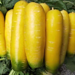 2021今年新鲜黄胡萝卜五斤九斤山西黄胡萝卜新疆抓饭黄色的胡萝卜