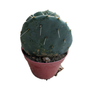 仙人镜圆b镜大盆丸网红仙人掌团扇多肉植物沙漠植物防辐射盆栽