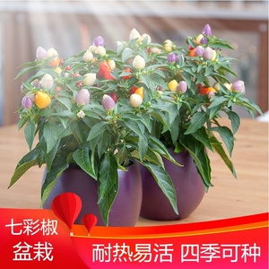 辣子种籽盆栽