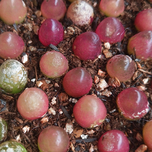 番杏科生石花多肉植物sh409灯泡肉e锥哈默灯泡好养阳台绿植盆栽pp