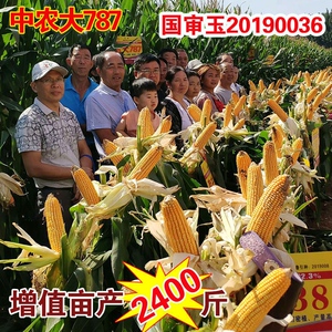 玉米种子大田杂交高产矮杆中农大787玉米种子大棒玉米种国审