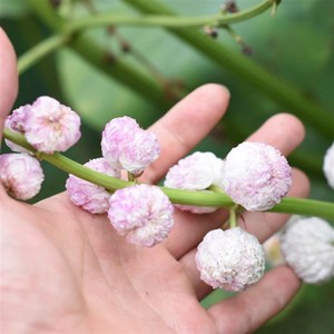 重瓣茨菇 日本观赏花慈r姑水茉莉水生挺水植物搭配造景萌宝荷花苑