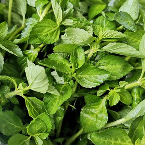 云南特产水香菜德宏野菜傣族调料新鲜蔬菜正宗香嫩水薄荷500g