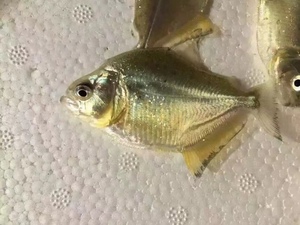 旧金山黄钻阿根廷水虎黑食巴西胭脂钻黑巨黄武士辛古加拉辛凶猛鱼