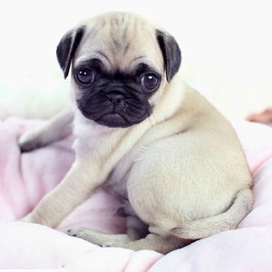 纯种巴哥幼犬活体/哈巴狗/短毛犬/巴哥犬/憨厚八哥幼崽活体宠物狗