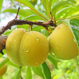 顺丰空运贵州正宗六马蜂糖李子特级脆甜大果子新鲜水果5斤礼盒装3