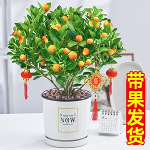 代购四季金桔盆栽橘子树苗带果发货室内外客厅招财植物阳台盆景