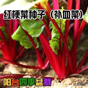 根达菜种籽红莲草救心草红梗菠菜红叶甜菜马兰头四季耐寒蔬菜种子