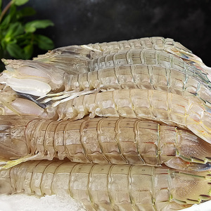 舟山皮皮虾鲜活特大鲜活海鲜姑濑尿虾富贵虾爬子顺丰冷链7-9cm4斤