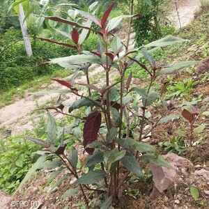 中药材牛膝苗红川牛膝煲汤泡茶泡酒养生妇科筋骨庭院阳台楼顶盆栽