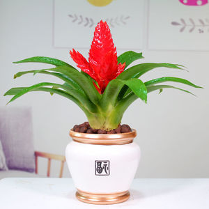 招财手红玉扇鸿运当头盆栽绿植花卉植物室内花客厅吸甲醛净化空气