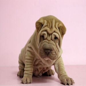 纯种沙皮犬幼犬憨厚褶皮老虎狗短毛犬活体短腿老虎嘴家养宠物狗狗