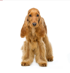 纯种英国可卡幼犬 美国可卡活体幼崽可卡幼犬小型犬幼犬宠物狗狗