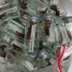 野生口袋虫地蜘蛛画眉鸟鸟食降火提性上性  包邮