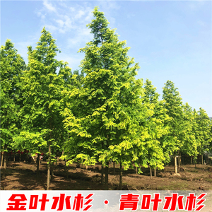 【云杉树苗】云杉树苗品牌,价格 - 阿里巴巴