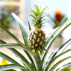 菠萝凤梨盆栽苗带果可食用热带水果趣味绿植阳台客厅室内好养植物