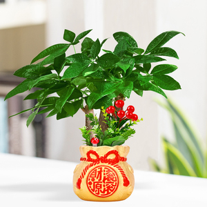 钱袋财源滚滚招财进宝财袋陶瓷仿古花盆发财树金钱树虎皮兰盆栽