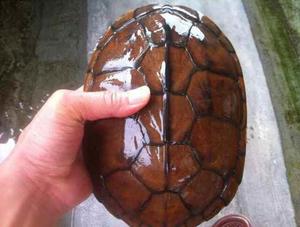 纯种石金龟钱招财北石龟大乌龟稀有物活体观赏龟宠黄喉拟水南龟苗