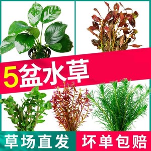 热带鱼缸造景全套生态鱼草缸真水草鱼缸水草植物活造景套餐活体