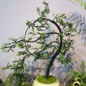 【松盆景】松盆景品牌,价格 - 阿里巴巴