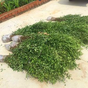 榆树苗 白榆 家榆 榔p榆 榆钱树小苗绿化树苗别墅庭院种植绿化苗