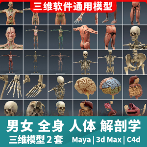 0011人付款淘宝幼儿园身体结构模型教具人体构造拼图认知玩具内脏骨骼