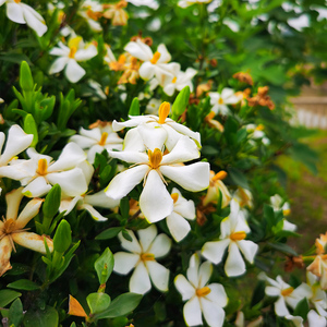 802人付款淘宝海蒂的花园绣球花苗无尽夏海妈花园阳台大花绣球绿植