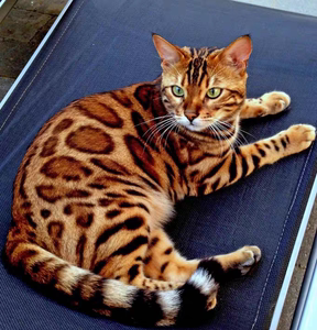 豹猫活体纯种孟加拉空心大玫瑰花纹短毛豹纹赛级宠物猫咪银豹幼崽