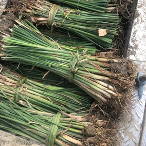 挺水植物香蒲苗 水烛 蒲草 菖蒲 蒲黄棒池塘湿地公园水.生植物绿