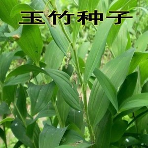 药材玉竹种子 萎地管子尾参铃铛菜 药食同源滋补 黄精玉竹种子