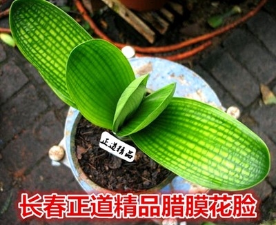长春新款精品君子兰一花黄体腊膜花脸麻短宽叶珍珠圆x虎头盆栽小