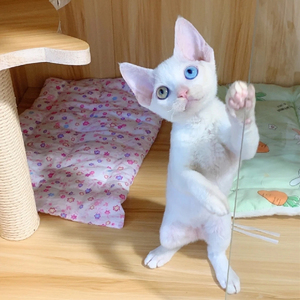 纯白德文卷毛猫幼猫活体异瞳鸳鸯眼德文柯尼斯不掉毛短毛猫纯种