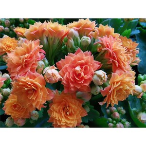 长寿花橙色巴黎