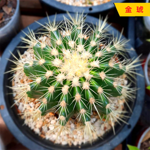 白刺金琥仙人球 仙人掌科 狂刺属 创意多肉植物小盆栽 室内防辐射