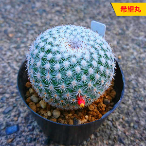 实生希望丸仙人球趣味开花硬刺仙人掌多肉好阳台新手好养室内盆栽