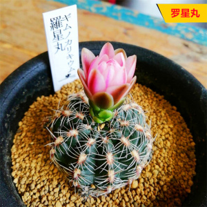 罗星丸仙人球 红刺宝山开花好养防辐射盆栽不扎手群生 萝卜根花卉